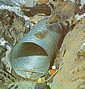 Corrugated Steel Pipe